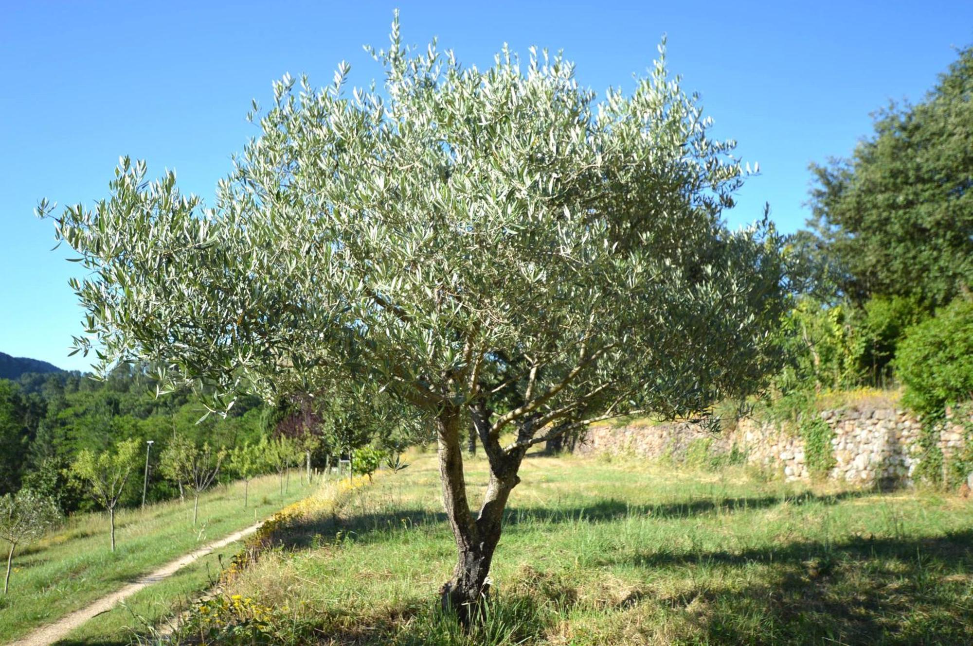 Mas Des Druilles Bed & Breakfast Generargues Екстериор снимка